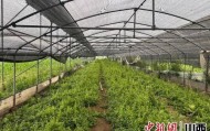 山西长治潞州区：科技基因注入千年潞党参产业