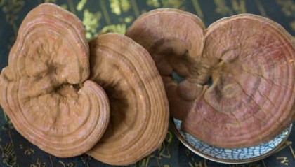 灵芝怎么买：专业购买攻略必读