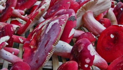 红菇怎么买：深度选购攻略必读