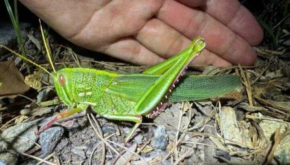 点虫成金！合肥发现最大蝗虫，约成人手掌大小！专家称其肉质丰满可油炸食用