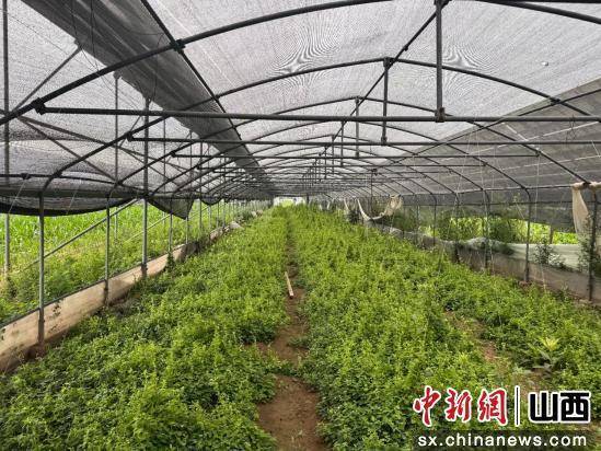 山西长治潞州区：科技基因注入千年潞党参产业