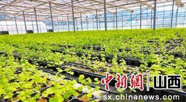 山西平顺：人才助力潞党参等特色产业高质量发展