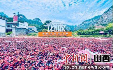 山西平顺：人才助力潞党参等特色产业高质量发展