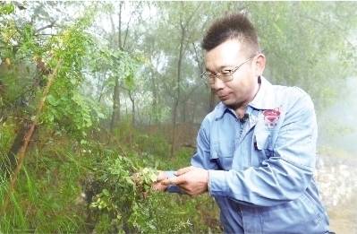 “党参哥” 宋建红：把太行深处的潞党参种成 “致富参”