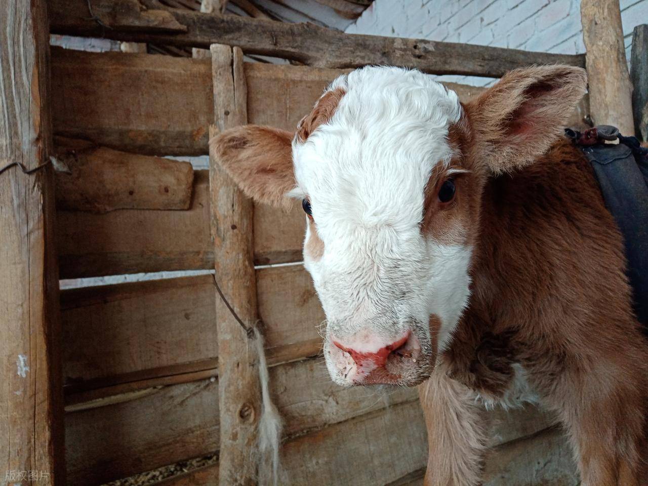 买牛：怎么选、怎么谈、怎么避坑？