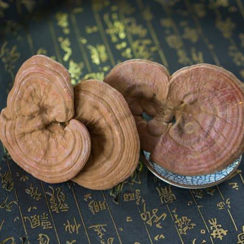 灵芝怎么买：专业购买攻略必读