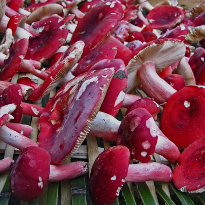 红菇怎么买：深度选购攻略必读